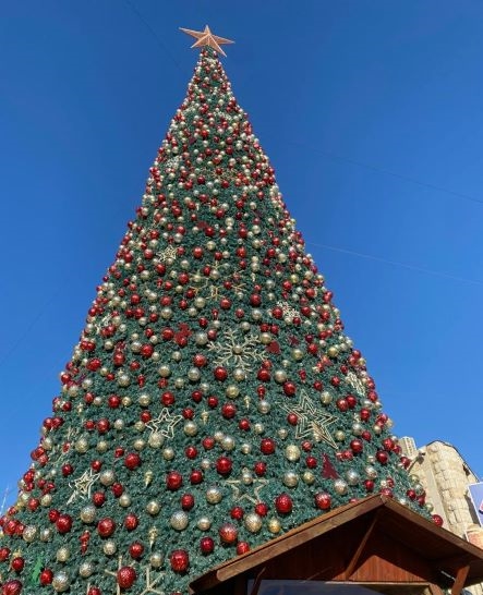 צילום: נתניה נט  האם עץ אשוח יוצב בכיכר העצמאות נתניה?