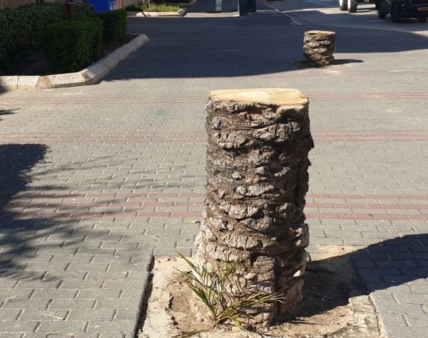 עצים שנכרתו | צילום: דאבורה אבבו "כנראה המטרה של העירייה היא לחסל כמה שיותר עצים בנתניה"