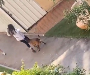 צפו: כלב השתולל בבית ספר בנתניה 