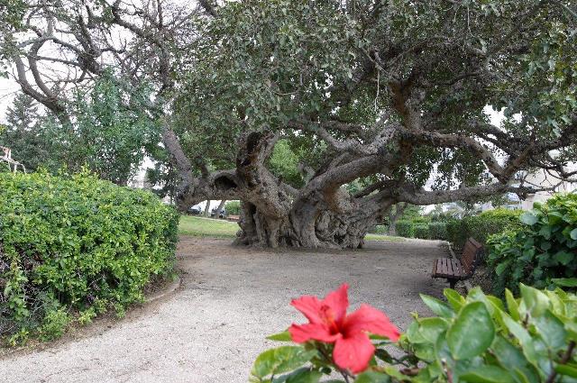 עץ פיקוס השקמה סיור אורבאני בנתניה