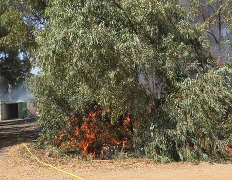  שריפת קוצים ומטע בקו בתים בבורגתה בשרון