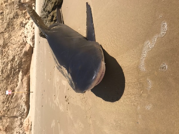 כרישה נמצאה בחוף ארגמן בנתניה