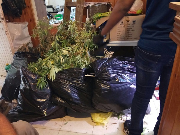 צילום: משטרת ישראל תושב קדימה: גנב חשמל וגידל מריחואנה