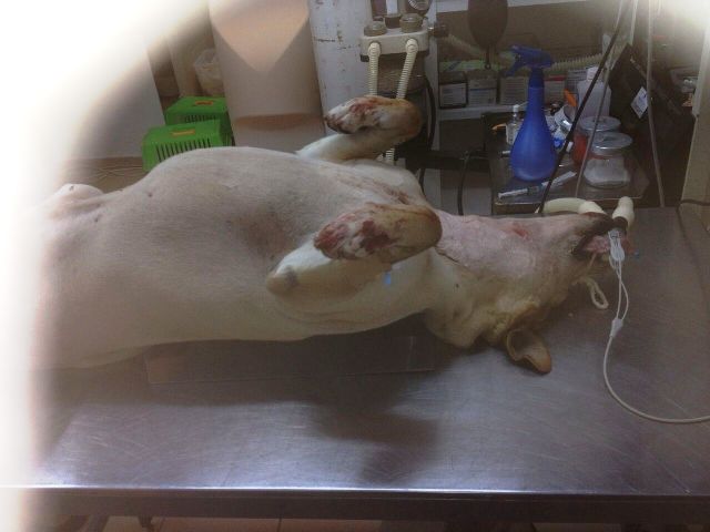 תקיפה אכזרית של כלב בתל מונד  13 חודשי מאסר בפועל בגין התאכזרות ותקיפת כלב