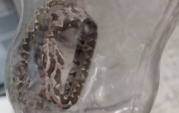 הנחש שהכיש את נועה | תמונה באדיבות המשפחה  אשה בהריון מתקדם הוכשה על ידי נחש צפע 