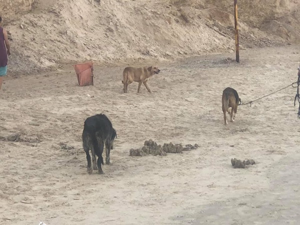 כלבים בחוף נתניה | ארכיון 