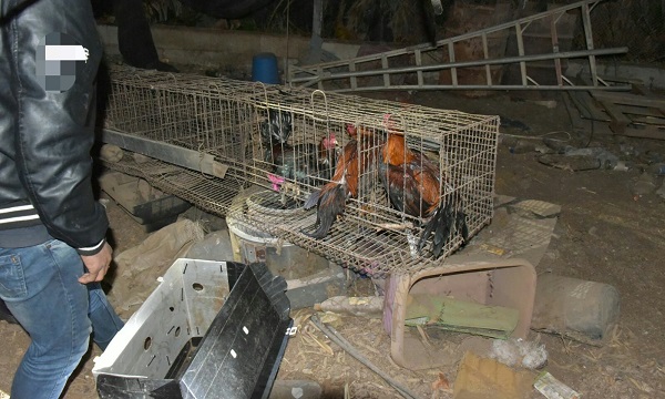חדשות מקומיות - ארגון קרבות תרנגולים בכפס הס