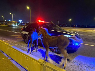 נתפסו שלושה סייחים וכלב שנגנבו מאזור השרון